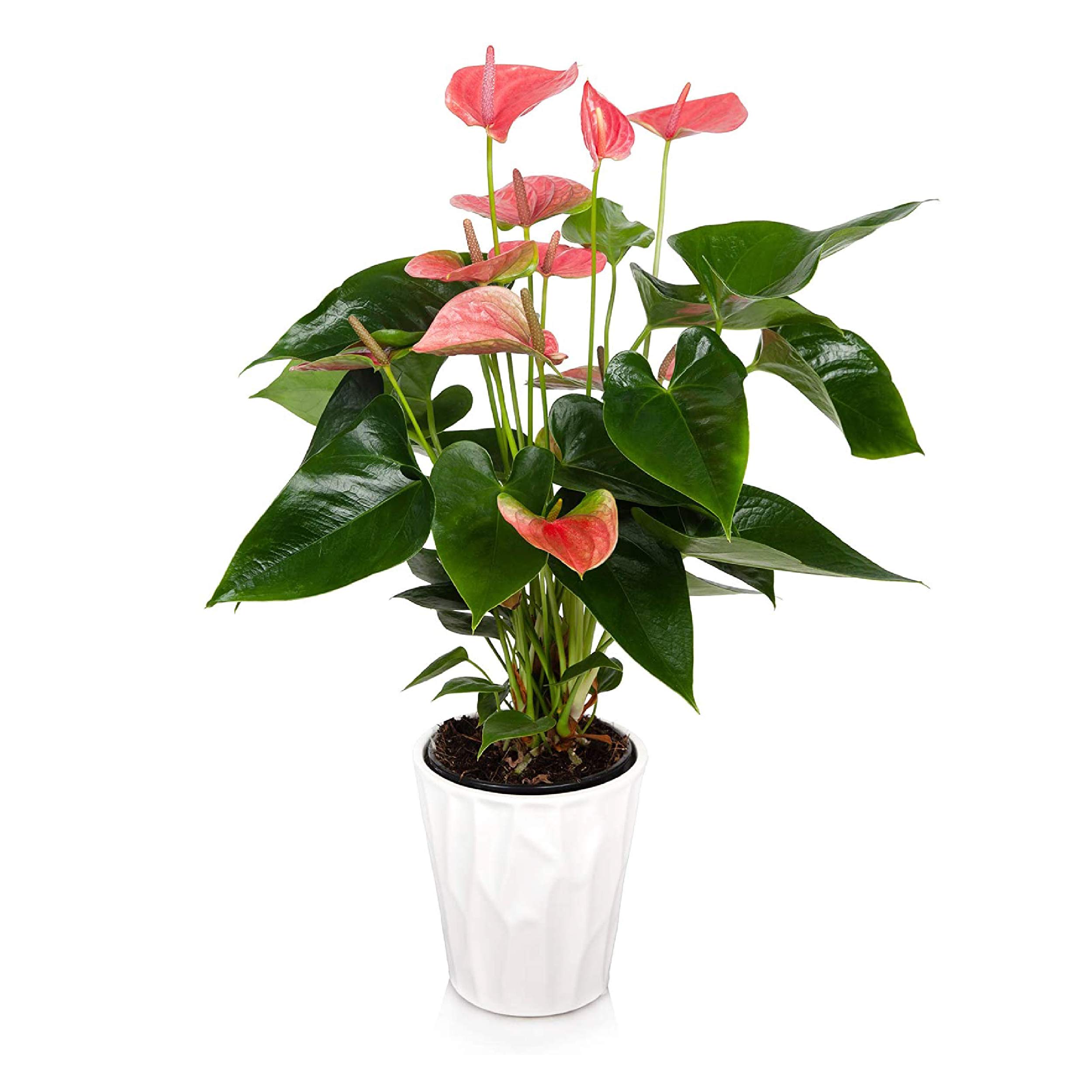 Amazon.com : Just Add Ice Anthurium Plant - Easy Care Live Plants